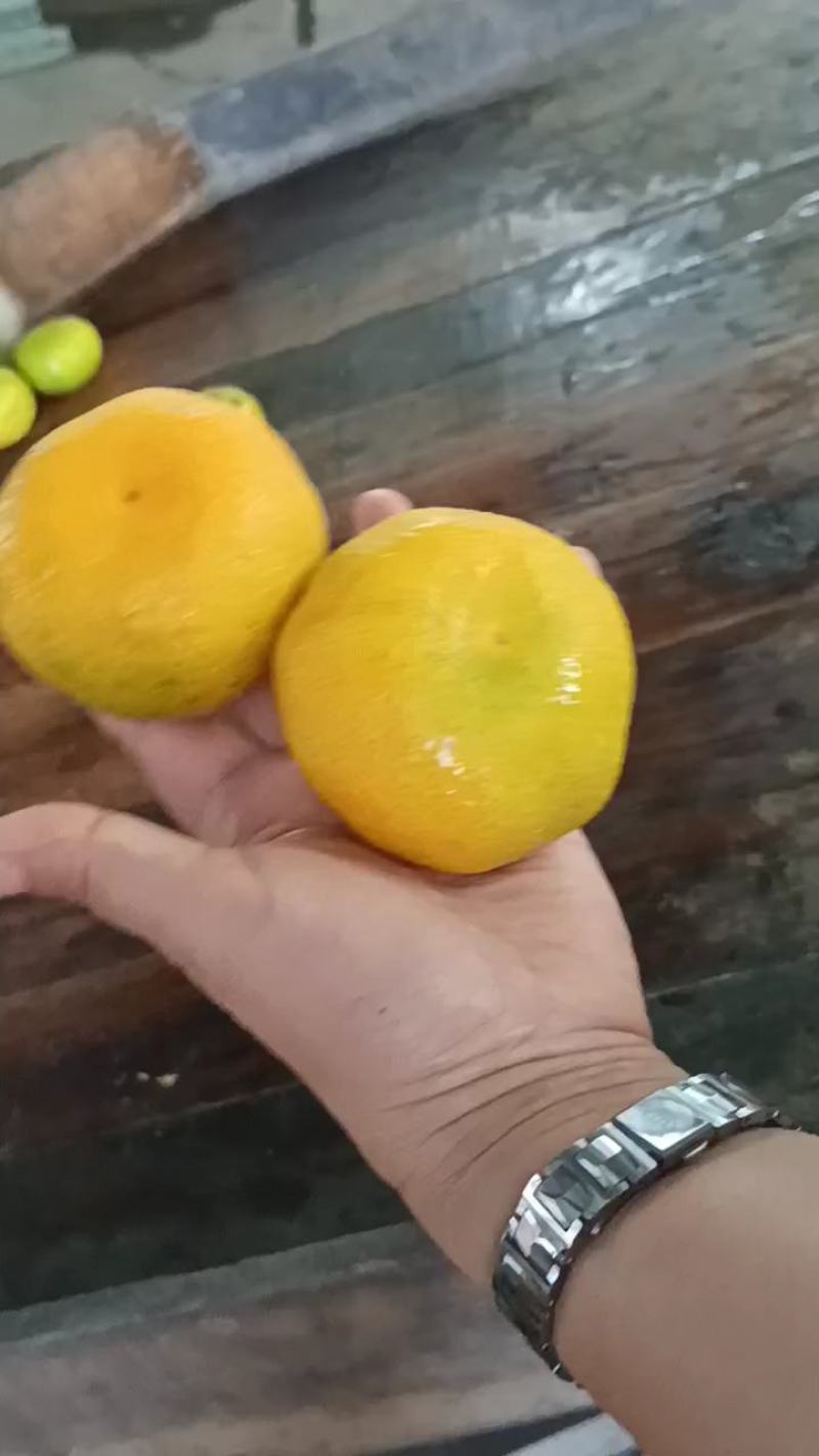 蜜橘柑橘湖北早熟蜜橘产地一手货源大量供应对接零卖电商市场