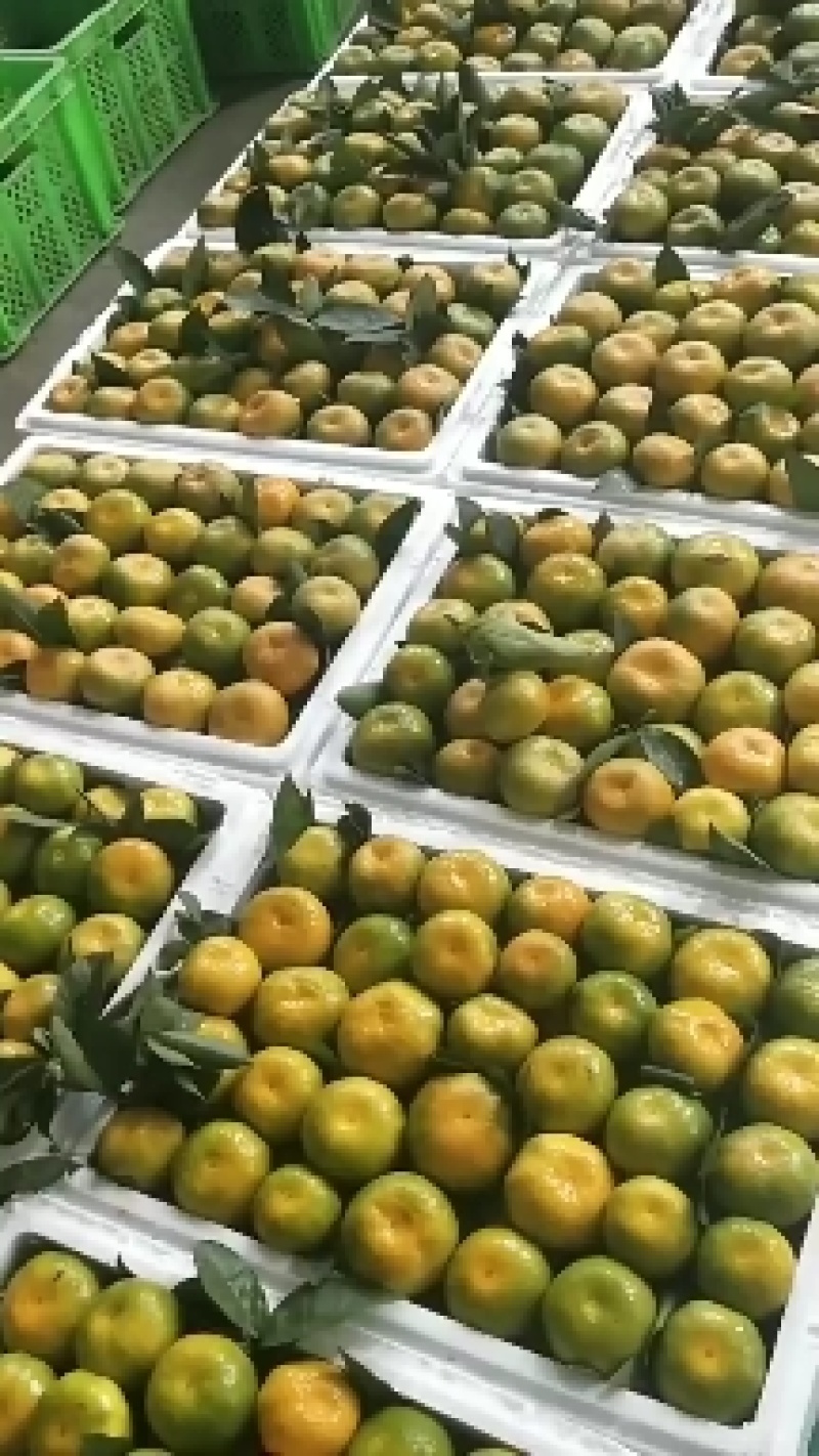 蜜橘柑橘湖北早熟蜜橘产地一手货源大量供应对接零卖电商市场
