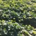 地萝卜(凉薯)正宗黄泥巴地栽种