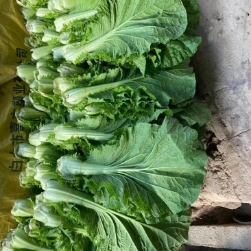 饭包叶产地直发