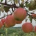 【苹果】辽宁嘎啦苹果大量供应个头整齐口感甜脆对接全国
