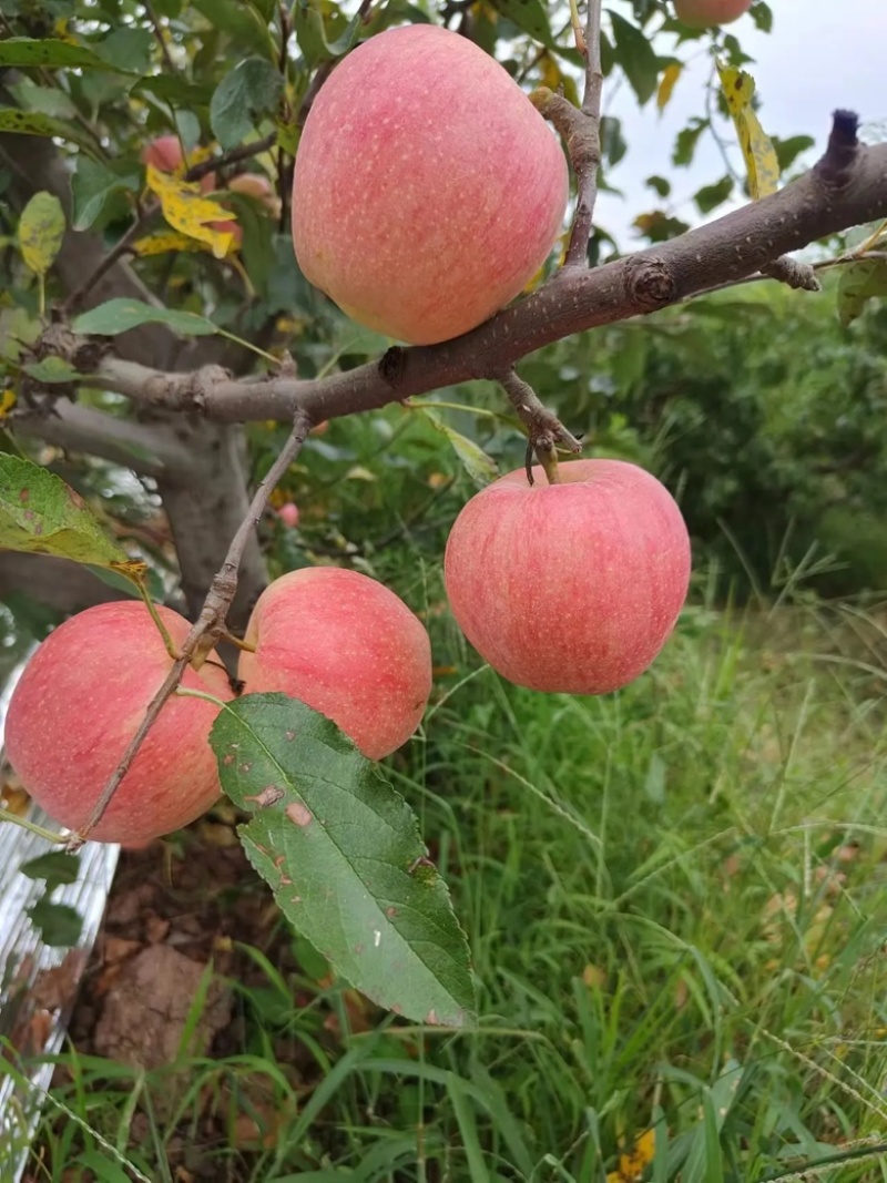 【嘎啦苹果】绥中嘎啦苹果脆甜多汁原产地直发量大从优