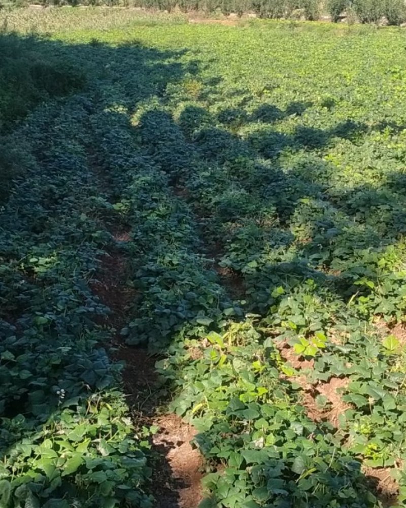 贵州凉薯（地萝卜）正宗黄泥巴地