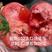 酸甜102口感沙瓤水果西红柿好吃精品果率高早熟抗病毒高产