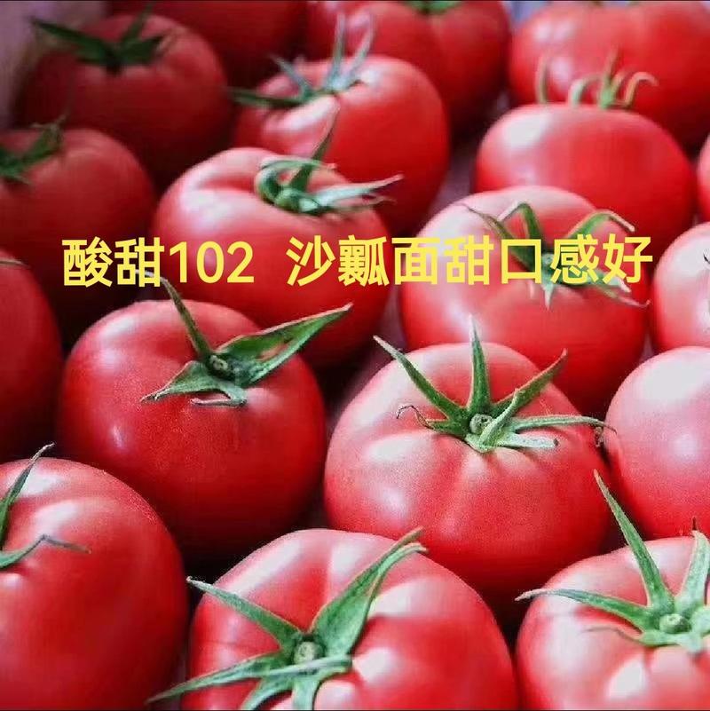 酸甜102口感沙瓤水果西红柿好吃精品果率高早熟抗病毒高产
