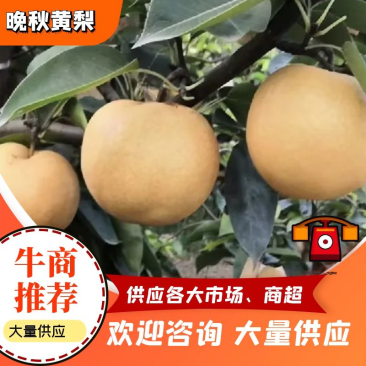 江苏黄花梨大量上市黄花梨产地直发欢迎订购