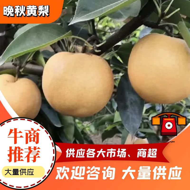 江苏黄花梨大量上市黄花梨产地直发欢迎订购