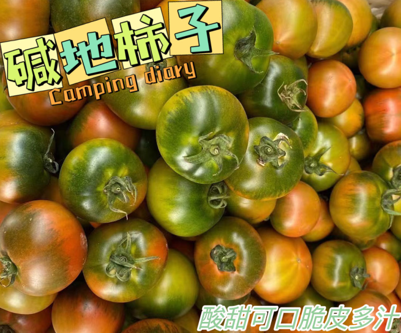 盘锦碱地柿子