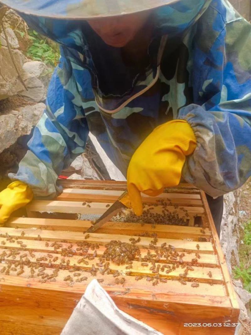 [热卖]云南文山正宗土蜂蜜蜂蜜产地直发全国发货