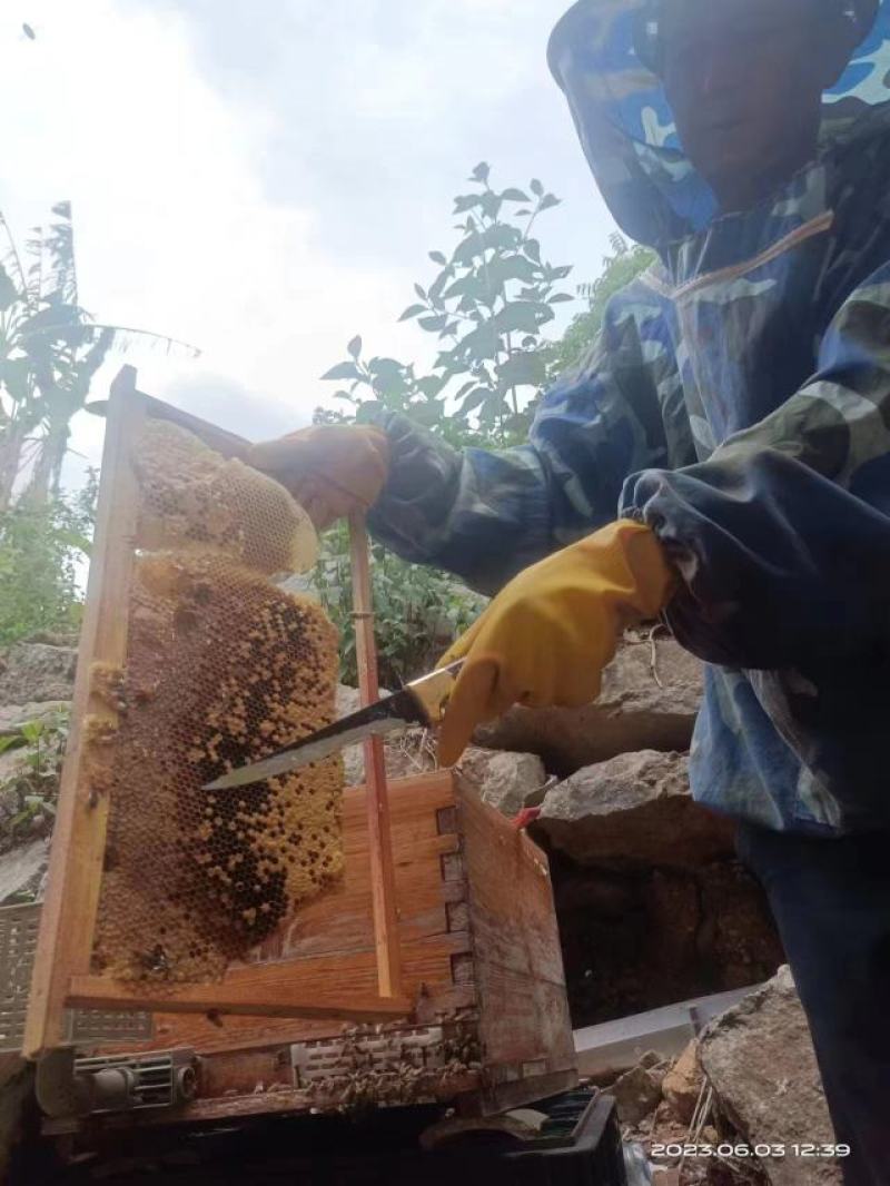 [热卖]云南文山正宗土蜂蜜蜂蜜产地直发全国发货