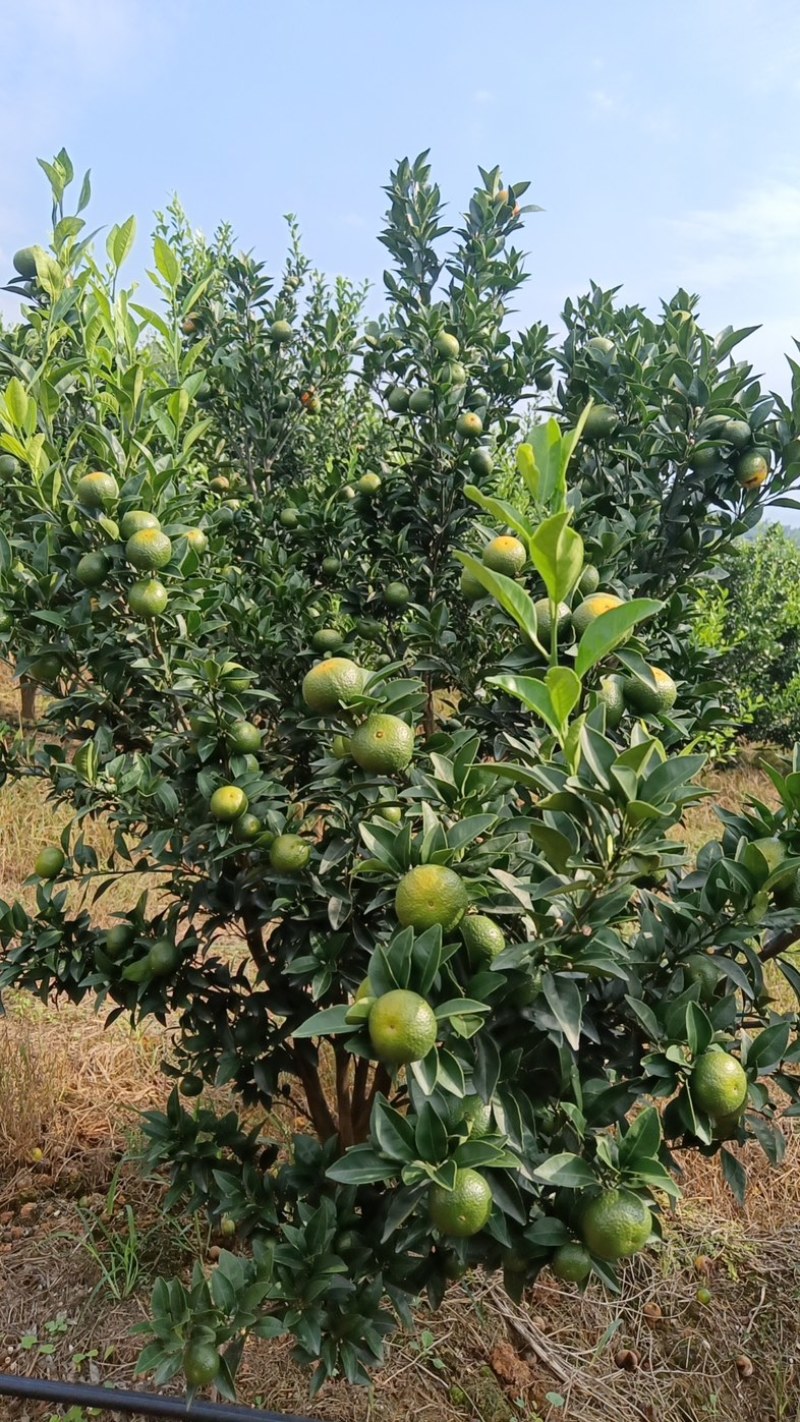 精品柑橘棉橘产地直销货源充足自家种植欢迎咨询选购