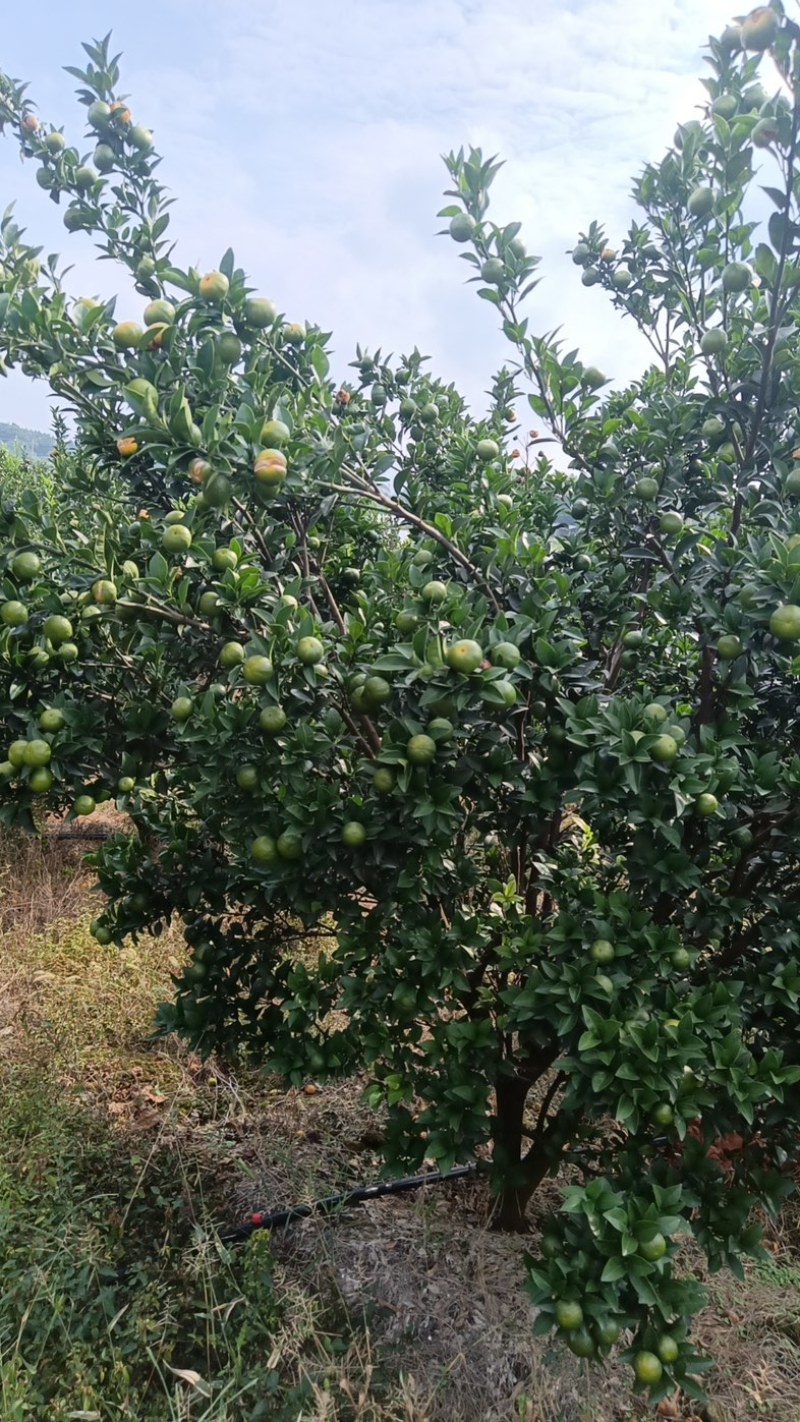 精品柑橘棉橘产地直销货源充足自家种植欢迎咨询选购