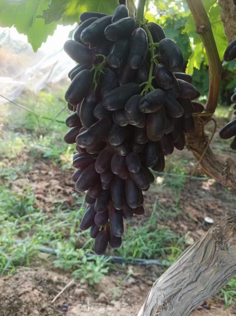 甜蜜蓝宝石葡萄葡萄成熟了现货供应欢迎采购产地供货