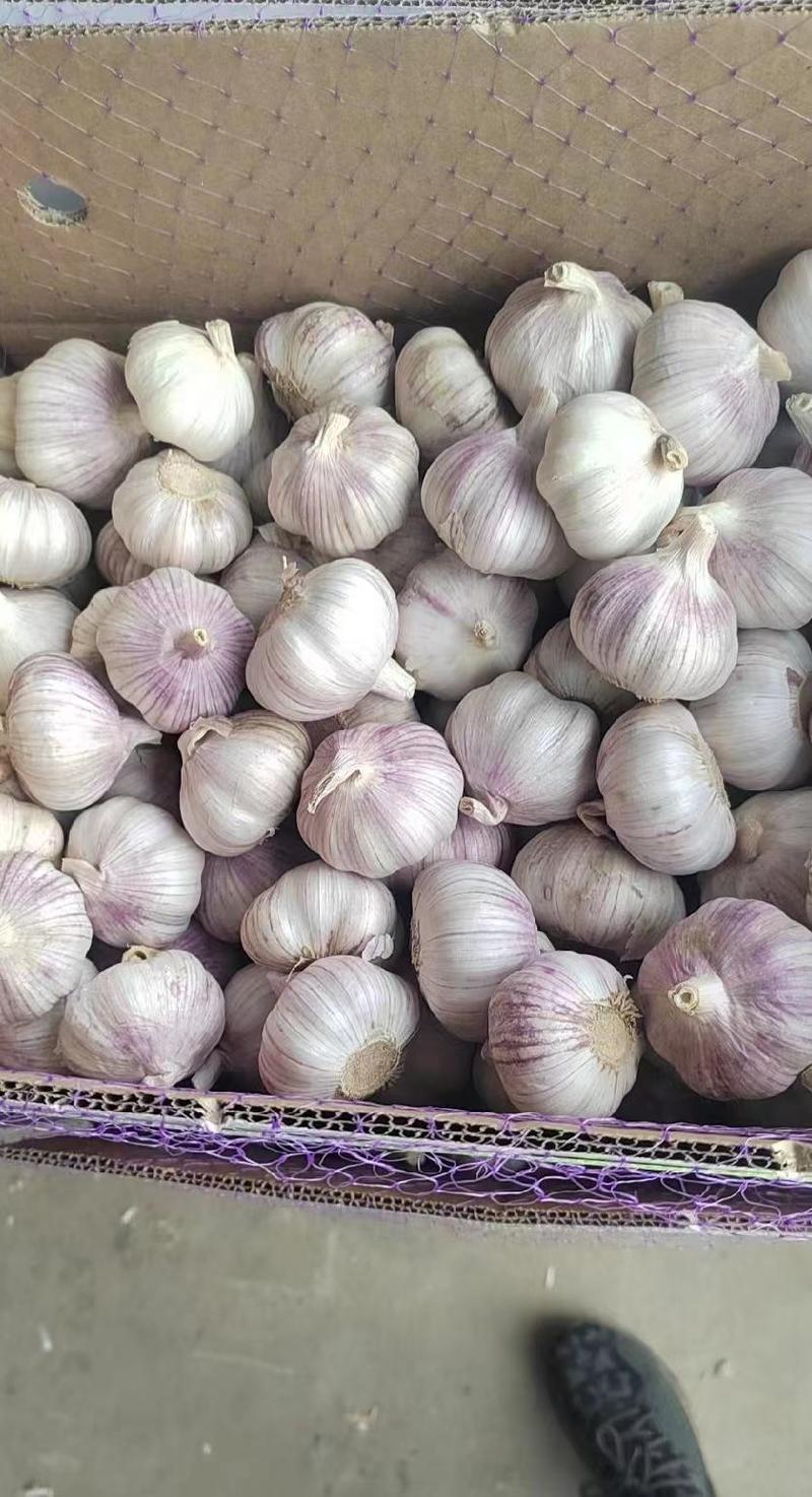 精品紫皮新干蒜(出口级4-5公分)市场货6公分精品加工