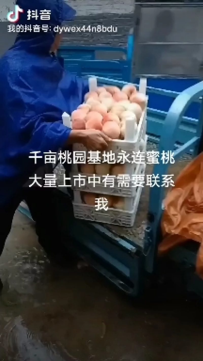 千亩桃园基地永连蜜桃大量上市中有需要联系我哦！我