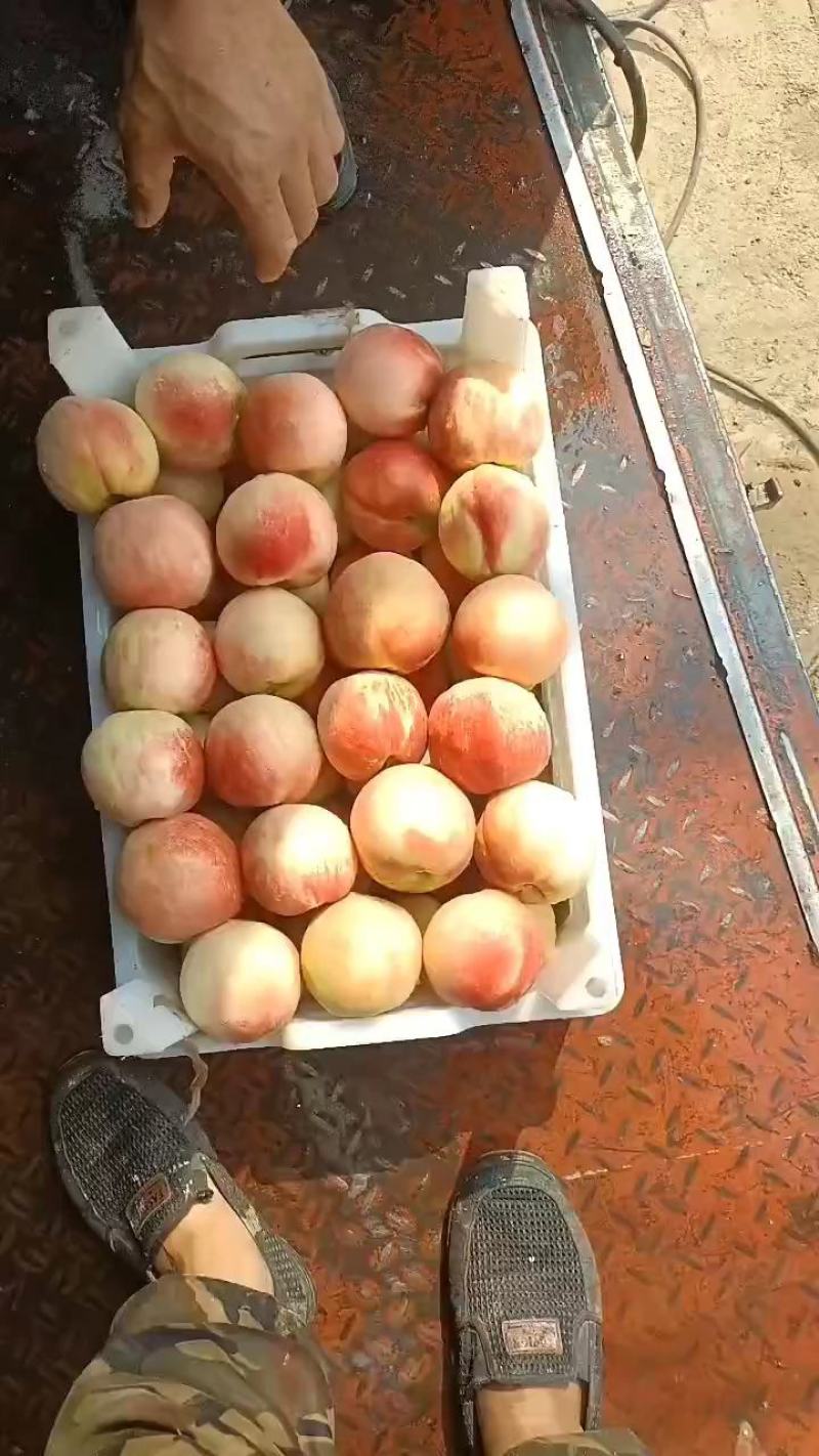 千亩桃园基地永连蜜桃大量上市中有需要联系我哦！我