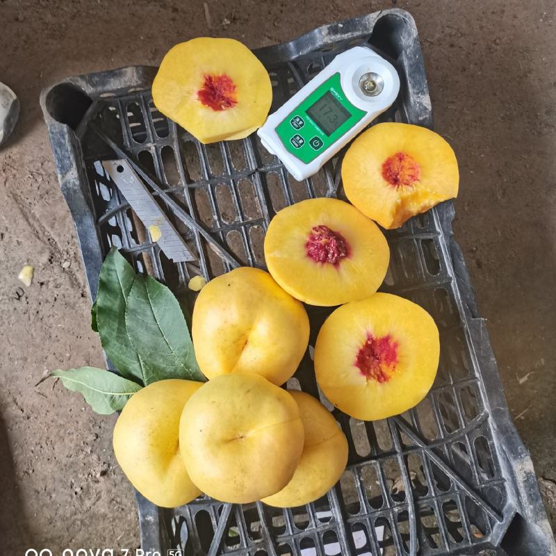 油蟠风味天后，产地一手货源。欢迎大家联系我