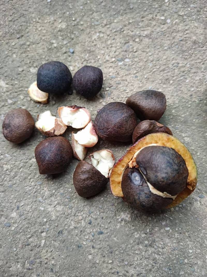 山茶果云南产地直供，，货量充足，全国无死角代收代卖，