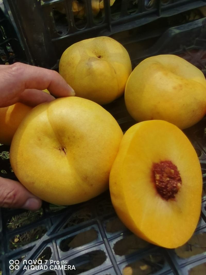 油蟠风味天后，产地一手货源。欢迎大家联系我