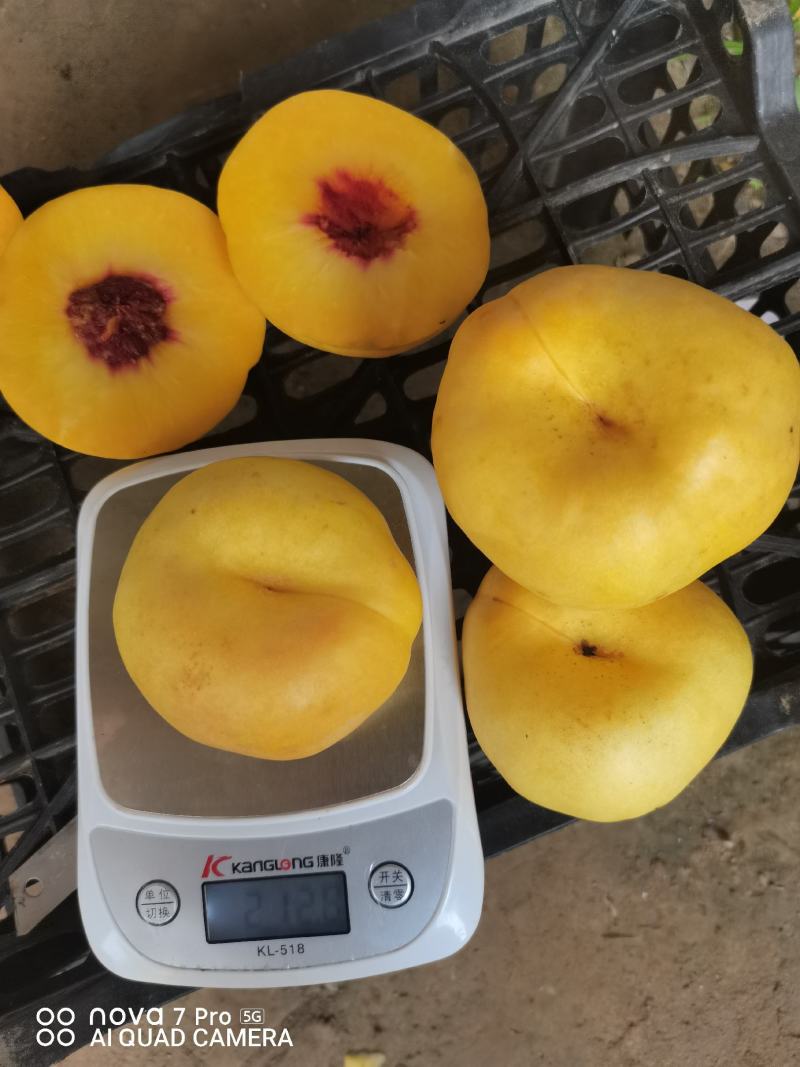 油蟠风味天后，产地一手货源。欢迎大家联系我