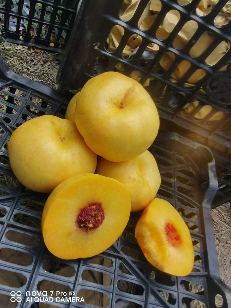油蟠风味天后，产地一手货源。欢迎大家联系我