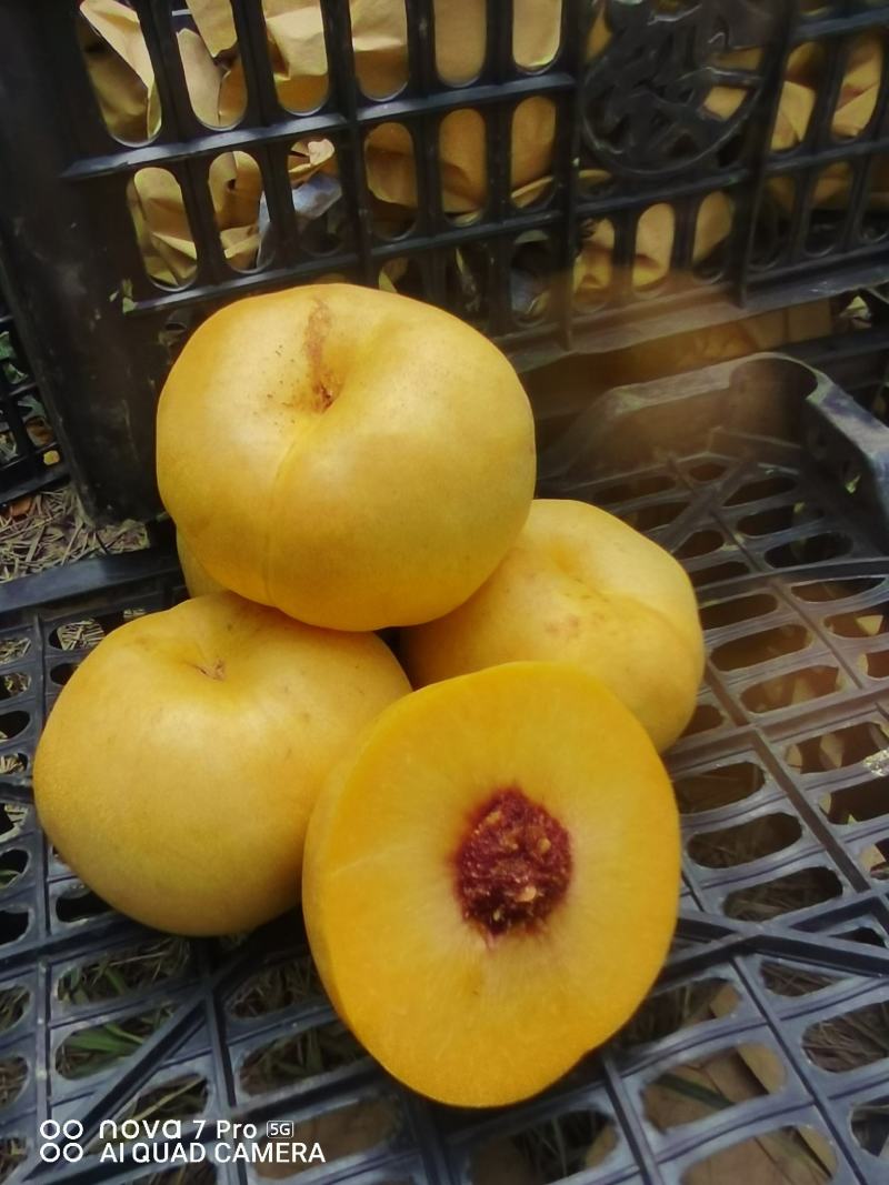 油蟠风味天后，产地一手货源。欢迎大家联系我