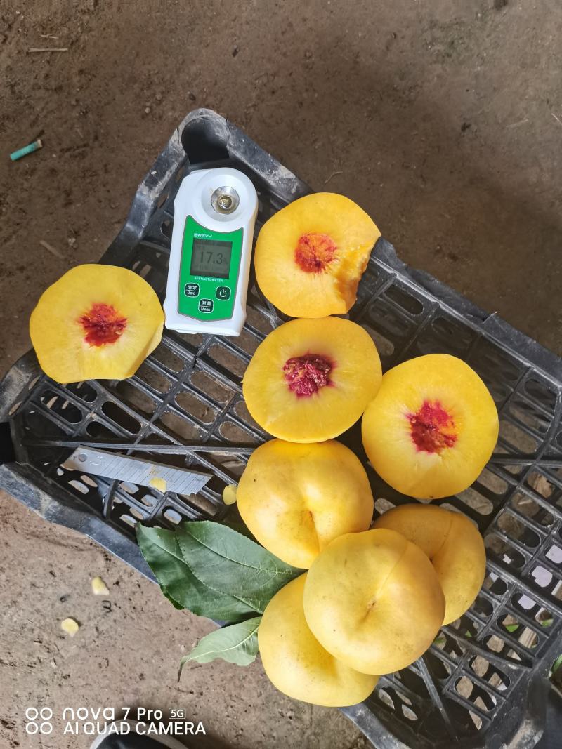 油蟠风味天后，产地一手货源。欢迎大家联系我
