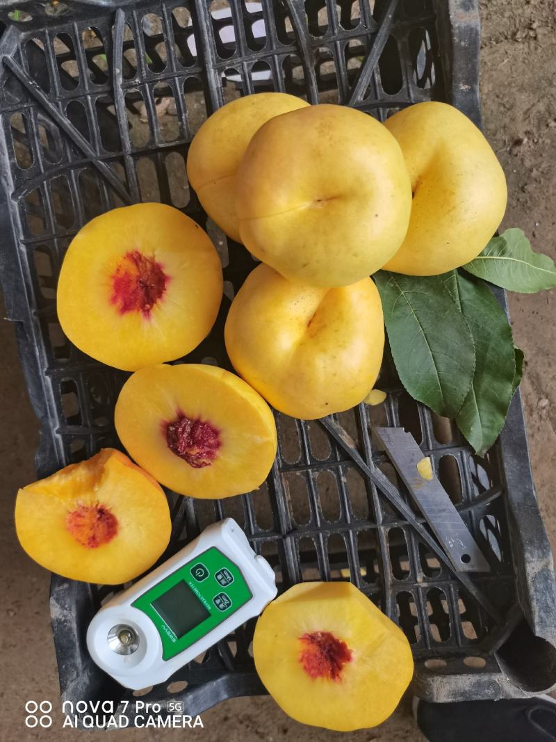 油蟠风味天后，产地一手货源。欢迎大家联系我