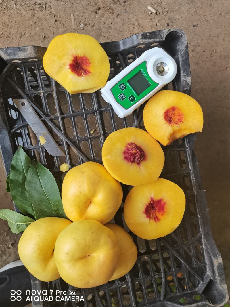油蟠风味天后，产地一手货源。欢迎大家联系我