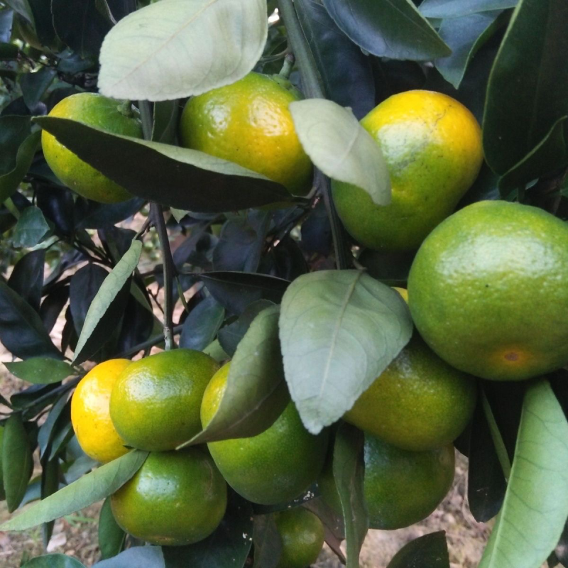 四川【优质】普早蜜橘大量供应可视频看货实地考察