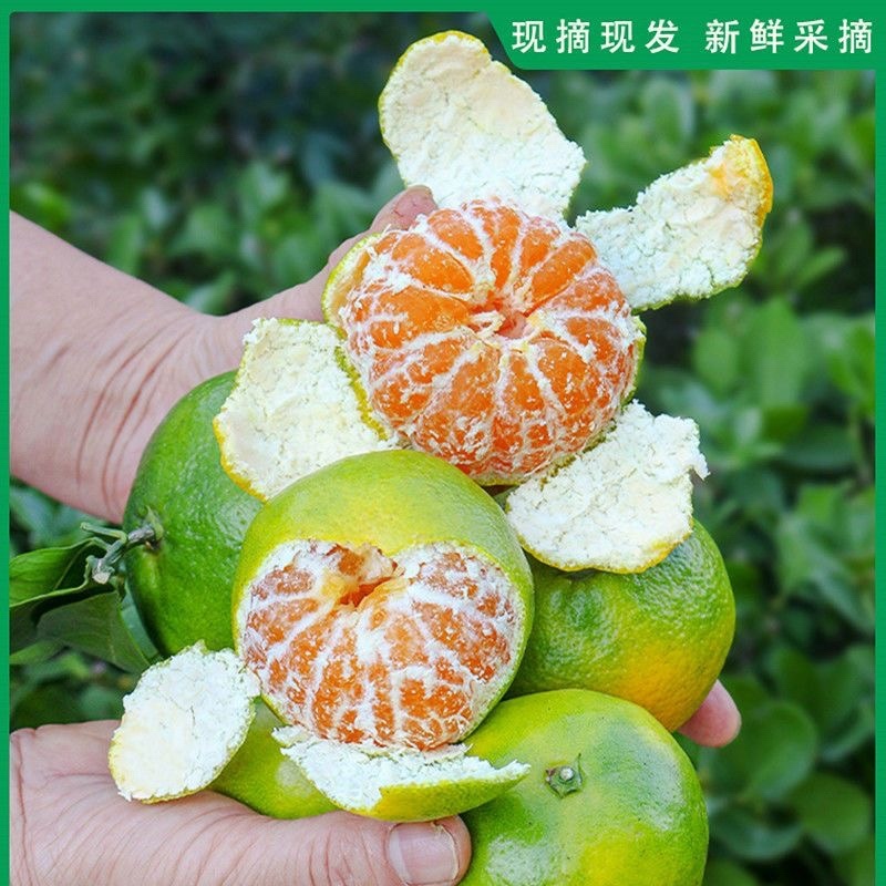 四川【优质】普早蜜橘大量供应可视频看货实地考察
