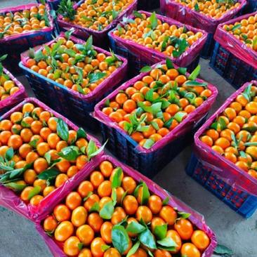 小叶桔叶桔高山蜜橘早熟蜜橘品种齐承接全国发货可实地看货