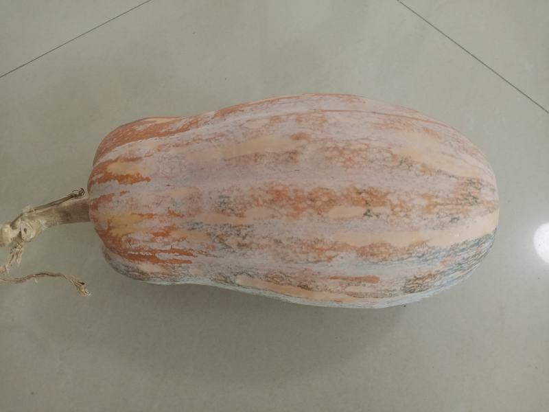 密本南瓜