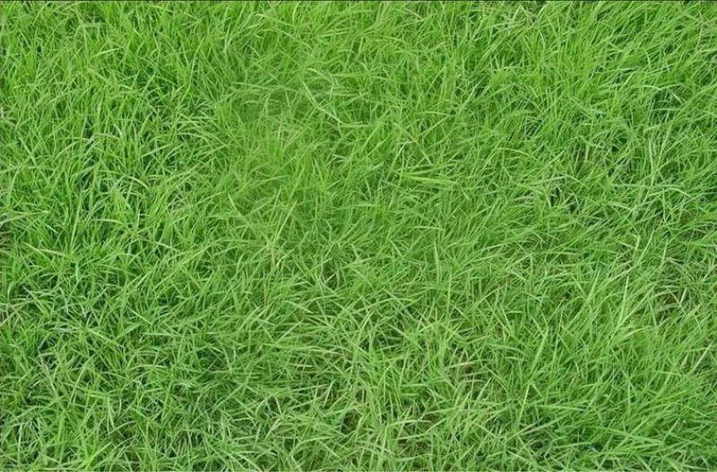 优质四季青草坪草，工程绿化，草坪公园造景，欢迎来电