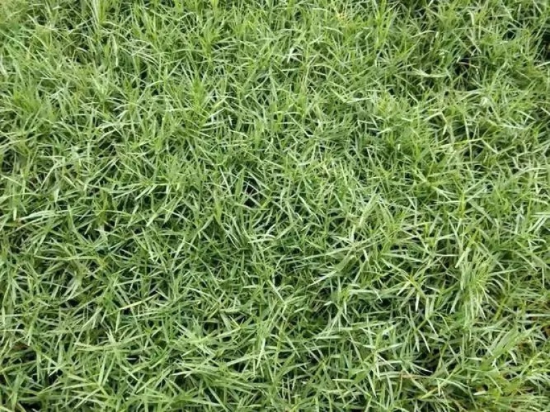 优质四季青草坪草，工程绿化，草坪公园造景，欢迎来电
