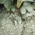 草莓苗