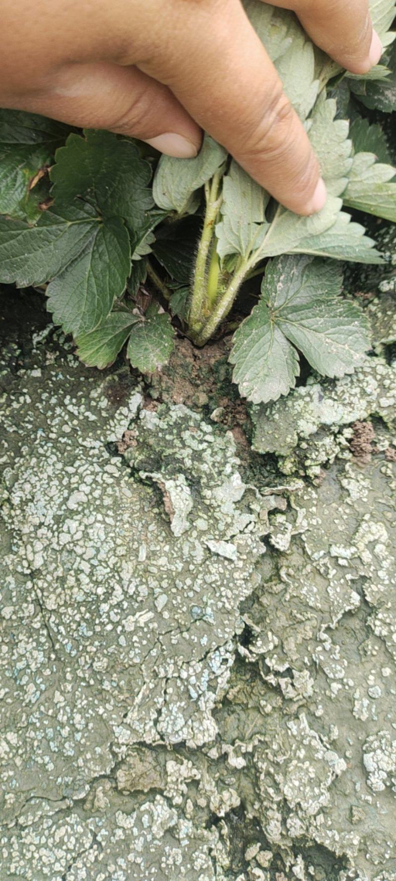 草莓苗