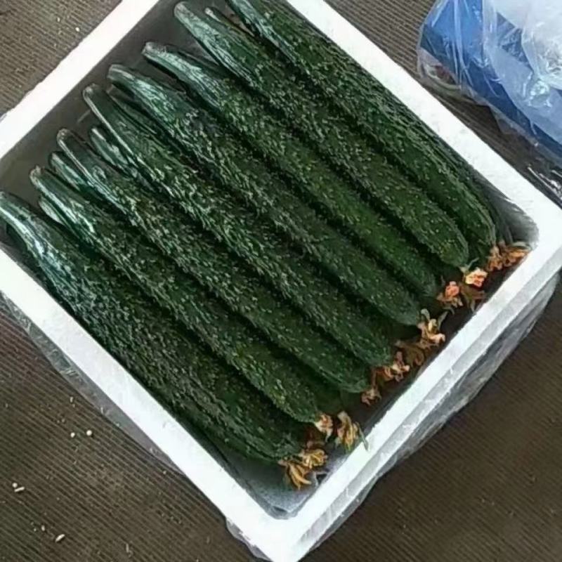 莘县雅诚农副产品购销服务处专业代收黄瓜一级二级通货