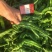 万亩皱皮辣椒基地，大皱皮，货源紧张，量大从优，可视频看货