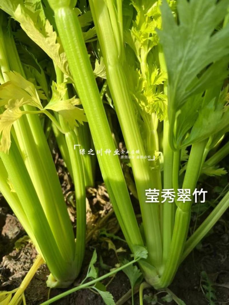 引进法国西芹莹秀翠竹西芹种子抗病高产纤维少根部小芹菜种子
