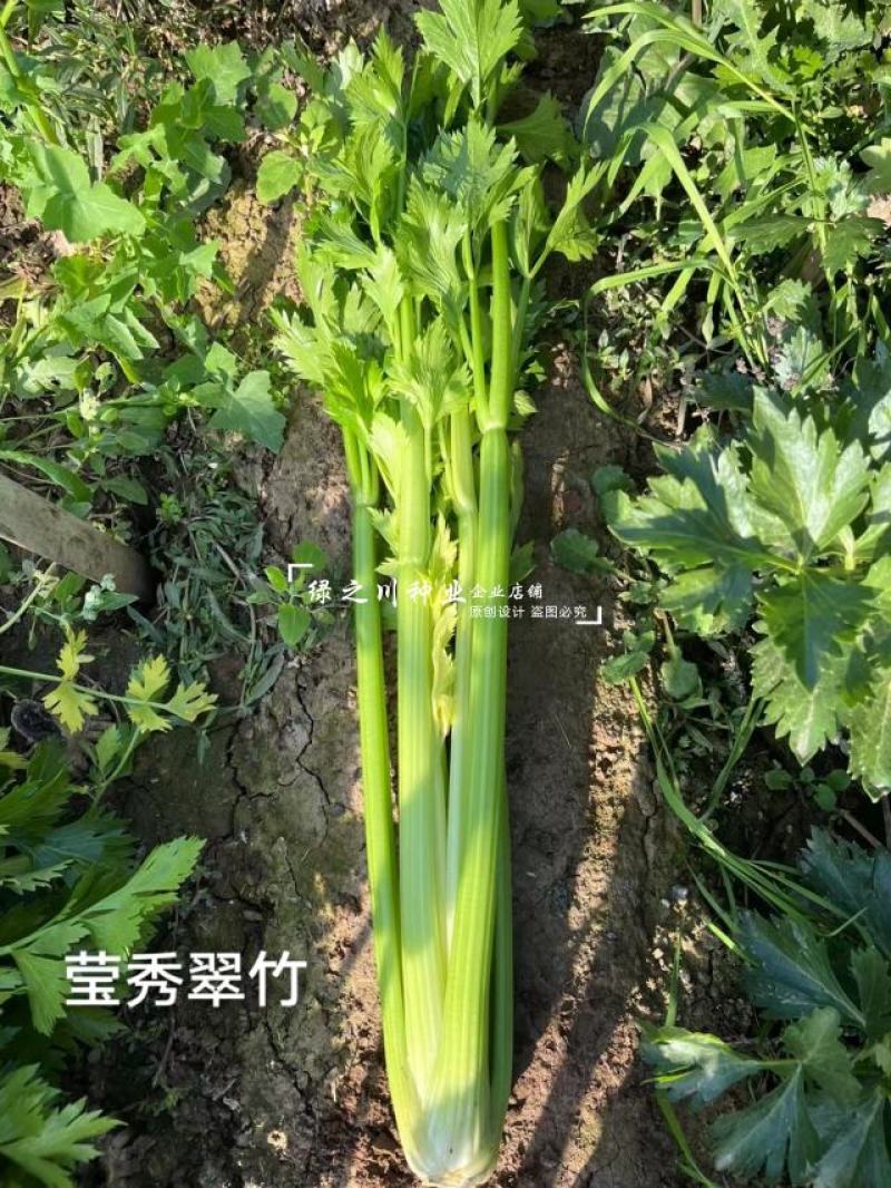 引进法国西芹莹秀翠竹西芹种子抗病高产纤维少根部小芹菜种子