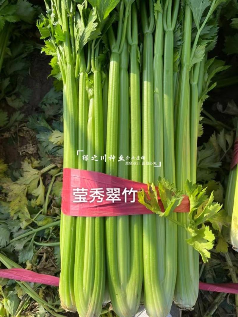 引进法国西芹莹秀翠竹西芹种子抗病高产纤维少根部小芹菜种子