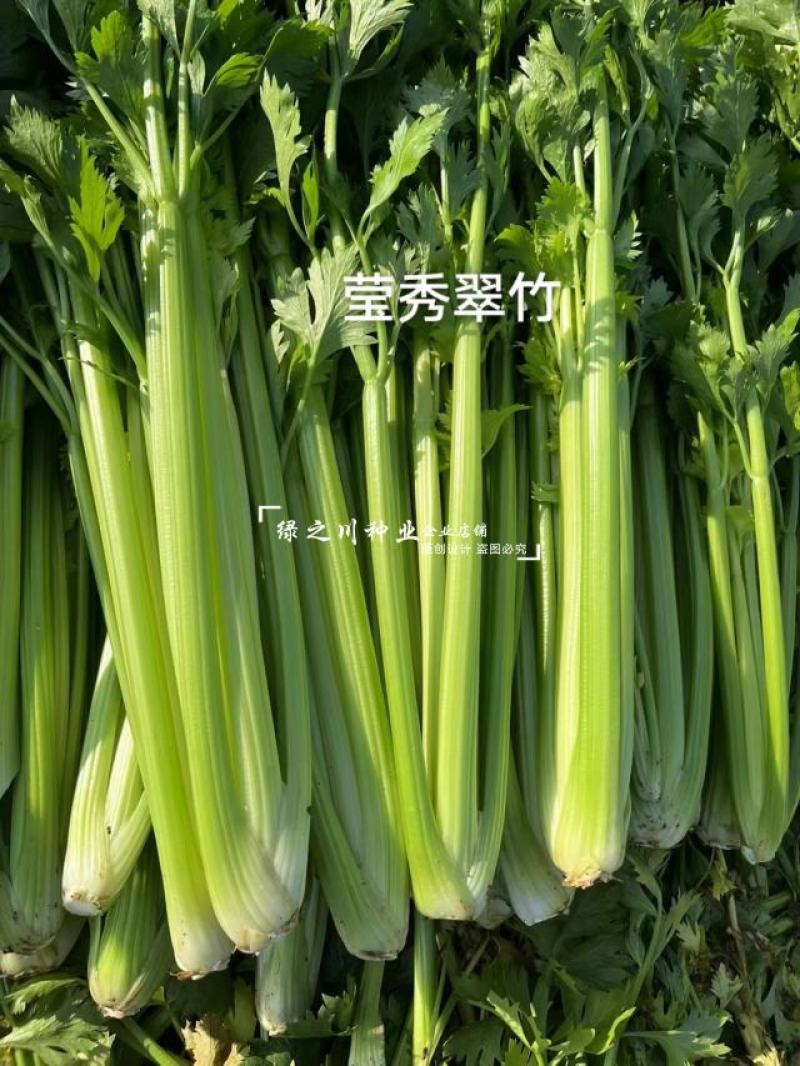 引进法国西芹莹秀翠竹西芹种子抗病高产纤维少根部小芹菜种子
