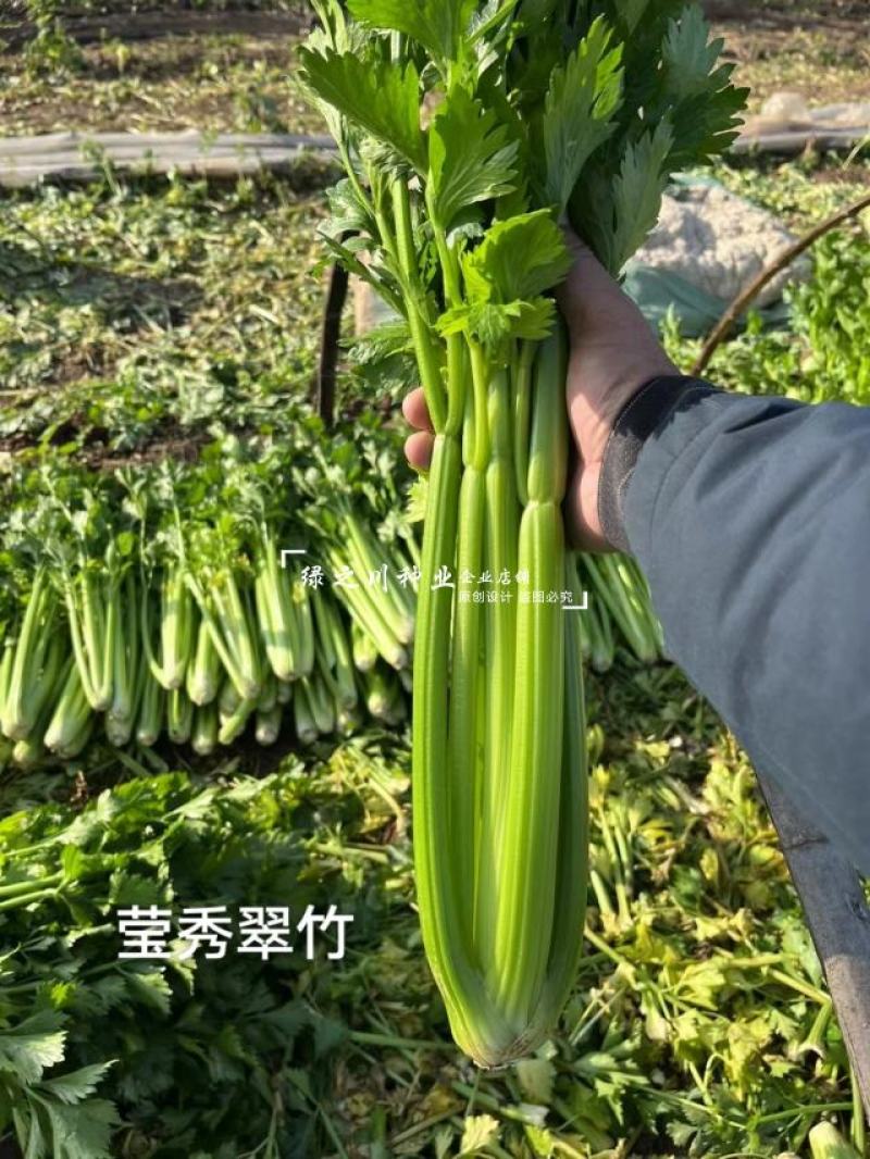 引进法国西芹莹秀翠竹西芹种子抗病高产纤维少根部小芹菜种子