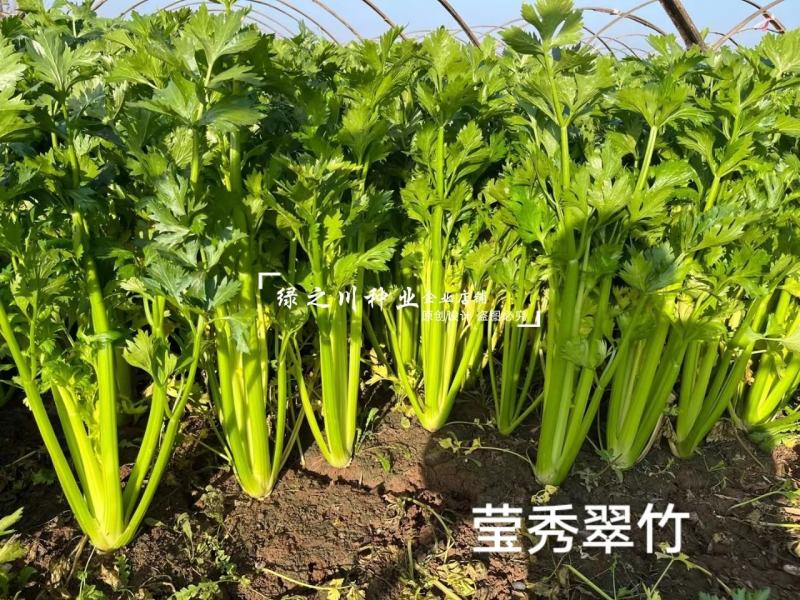 引进法国西芹莹秀翠竹西芹种子抗病高产纤维少根部小芹菜种子
