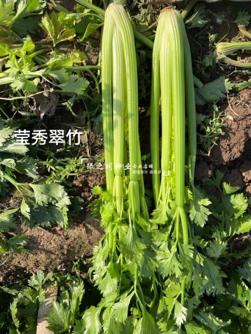 引进法国西芹莹秀翠竹西芹种子抗病高产纤维少根部小芹菜种子