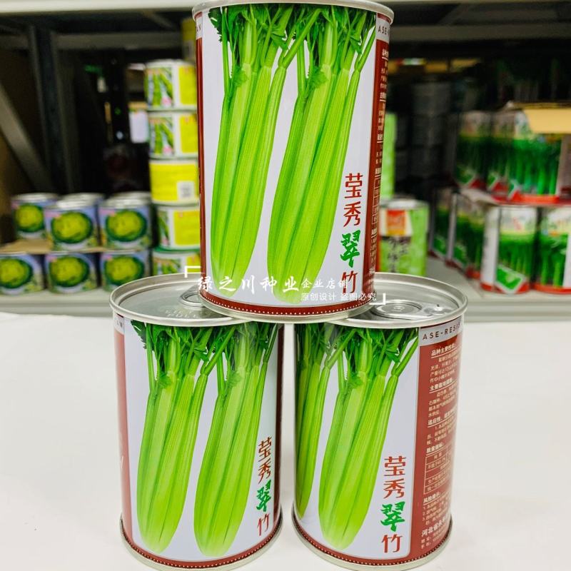 引进法国西芹莹秀翠竹西芹种子抗病高产纤维少根部小芹菜种子