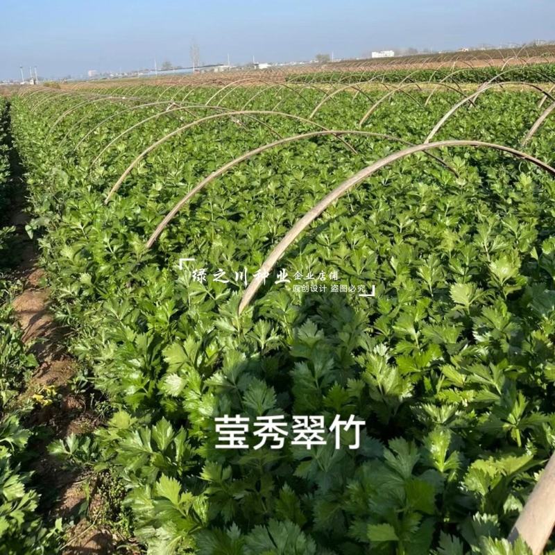 引进法国西芹莹秀翠竹西芹种子抗病高产纤维少根部小芹菜种子