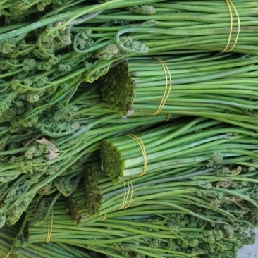 甘肃特级蕨菜