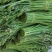 甘肃特级蕨菜